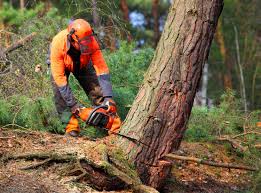 Best Tree Disease Treatment  in Surf City, NJ