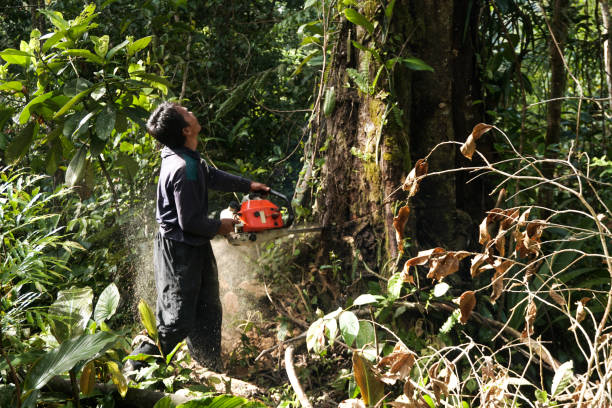 Best Root Management and Removal  in Surf City, NJ